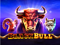 Black Bull